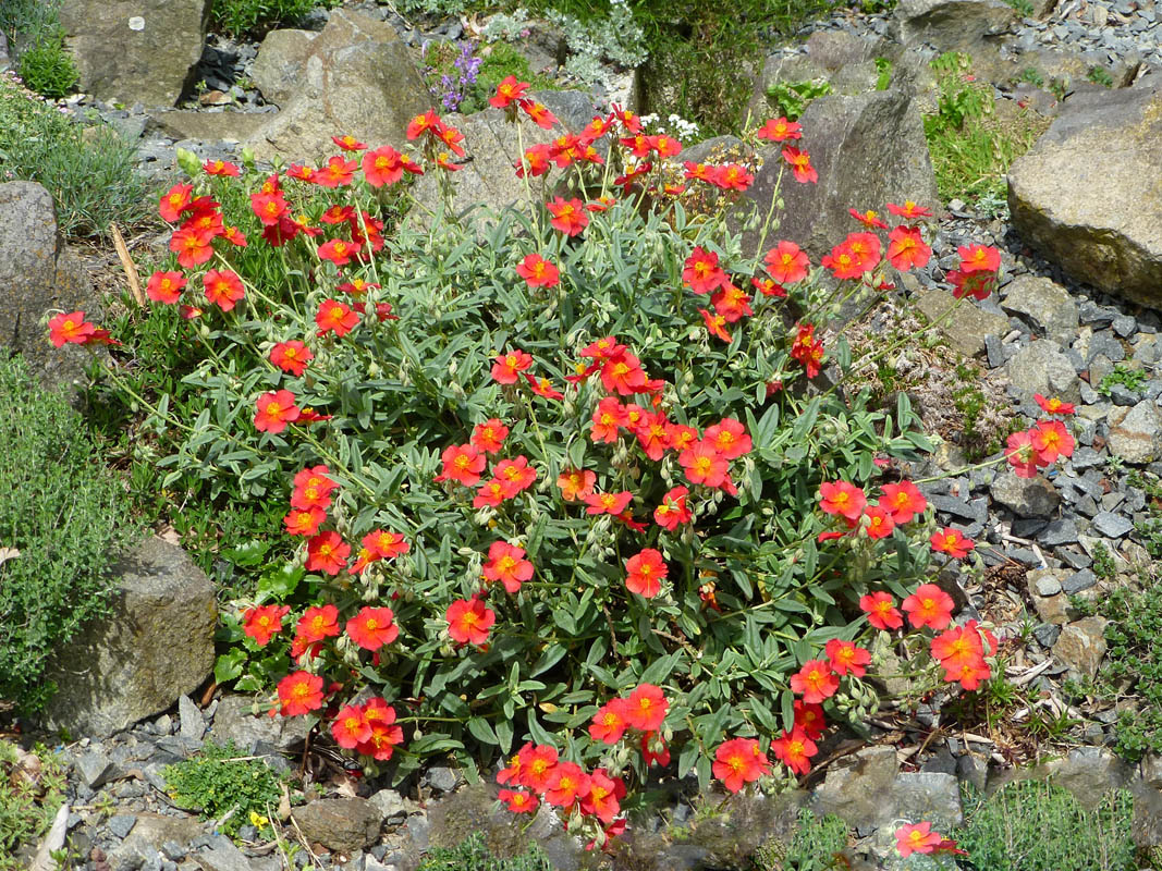 Helianthemum 'Fire Dragon' photo